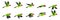 Parrot animation. Animated parrots flight, flying bird loop sequence sprite list, nature fly movement wing motion flash