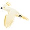 Parrot animation. Exotic adorable fauna character flight. White sulphur crested cockatoo. Animated tropical bird flying