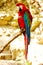 Parrot ara chloroptera