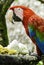 Parrot: Ara Macao / Scarlet Macaw / Psittacus Macao, Canaima National Park, La Gran Sabana, Venezuela