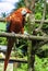 Parrot: Ara Macao / Scarlet Macaw / Psittacus Macao, Canaima National Park, La Gran Sabana, Venezuela