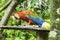 Parrot: Ara Macao / Scarlet Macaw / Psittacus Macao, Canaima National Park, La Gran Sabana, Venezuela