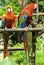 Parrot: Ara Macao / Scarlet Macaw / Psittacus Macao, Canaima National Park, La Gran Sabana, Venezuela