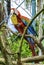 Parrot: Ara Macao / Scarlet Macaw / Psittacus Macao, Canaima National Park, La Gran Sabana, Venezuela