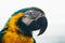 Parrot Ara Macaw blue and yellow portrait of a close-up