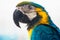 Parrot Ara Macaw blue and yellow portrait of a close-up