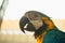 Parrot Ara Macaw blue and yellow portrait of a close-up