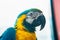 Parrot Ara Macaw blue and yellow portrait of a close-up