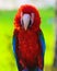 Parrot ara red beautiful just wonderful