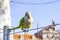 Parrot. Argentine parrot eating. A pair of Argentine parrots hanging and fluttering on the branches of a tree.