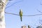 Parrot. Argentine parrot eating. A pair of Argentine parrots hanging and fluttering on the branches of a tree.