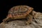Parrot-beaked tortoise Homopus areolatus