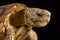 Parrot-beaked tortoise Homopus areolatus