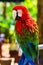 Parrot is a beautiful and intelligent bird. After long training, you can understand simple passwords and perform some simple actio