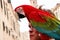 Parrot beautiful tropical birds