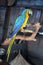 Parrot Bird Animal Macaw pirate pet free feather detail close up blue yellow
