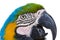 Parrot bird macaw