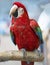 Parrot bird macaw pets animal portrait