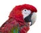 Parrot bird macaw portrait macro