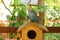 Parrot in birdcage
