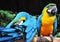 Parrot birds
