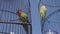 Parrot birds in cage over blue sky background