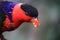 parrot Black capped lory . Wildlife animal.