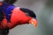 parrot Black capped lory . Wildlife animal.
