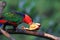 parrot Black capped lory . Wildlife animal.