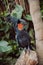 Parrot Black Cockatoo