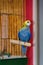 Parrot, blue rosella