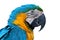 Parrot, Blue-and-yellow Macaw