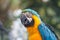 Parrot, Blue-and-yellow Macaw