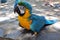 Parrot, Blue-and-yellow Macaw