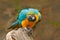 Parrot, blue-and-yellow macaw, Ara ararauna, also known as the blue-and-gold macaw, is a large South American parrot with blue top