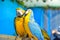 Parrot blue yellow wildlife living life