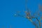 A parrot on a branch against a blue sky