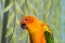 The parrot is brightly yellow colored sits