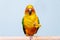 The parrot is brightly yellow colored sits