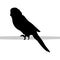 Parrot budgerigar bird black silhouette animal