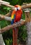 Parrot at the Butterfly World, Florida