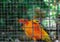 Parrot in the cage animal feed