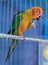 Parrot cage blue