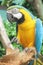 Parrot closeup