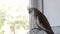 Parrot cockatiel sits near the window close-up on blurred background.