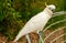 Parrot cockatoo.