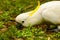 Parrot cockatoo.