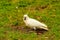 Parrot cockatoo.