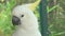 Parrot cockatoo looks around and clicks her tongue