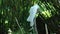 Parrot Cockatoos with white feathers in the usual habitat with green grass and sprawl